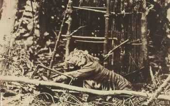 Gambar harimau jawa yang dinyatakan telah punah. | Foto: Borobudur news/Rimbakita