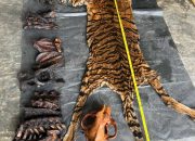Mantan Bupati Bener Meriah Terlibat Jual Beli Kulit Harimau di Aceh