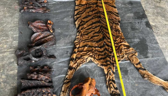 Mantan Bupati Bener Meriah Terlibat Jual Beli Kulit Harimau di Aceh