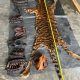 Barang bukti bagian-bagian tubuh harimau sumatera yang berhasil diamankan. | Foto: Istimewa
