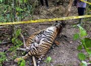 Penyidik Tetapkan Dua Tersangka Atas Kematian 3 Ekor Harimau di Aceh