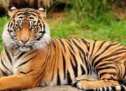 Walhi Aceh Minta Penyidik Terbuka Soal Kasus Harimau Sumatera
