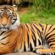 Ilustrasi harimau sumatera. | Foto: Kemendagri