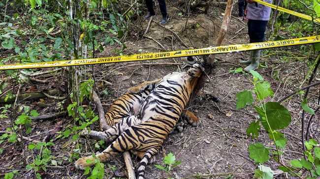 Dua dari tiga ekor harimau sumatera (Panthera tigris sumatrae) yang mati terjerat di wilayah PT Aloer Timur, Aceh pada Minggu (24/4). | Foto: Weinko Andika/Antara