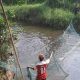 Aktivitas saat dilakukan pemasangan jaring untuk menangkap buaya muara yang diketahui berada di Sungai Desa Kemingking Dalam, Kecamatan Taman Rajo, Kabupaten Muaro Jambi. | Foto: BKSDA Jambi