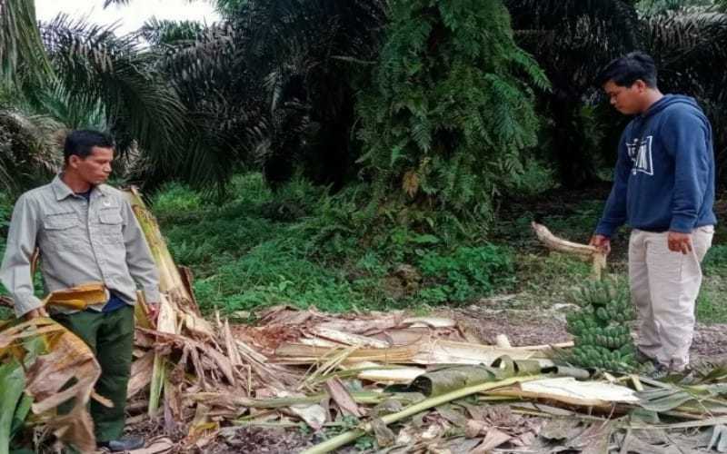 Tim BBKSDA Riau sedang melakukan pemantauan terhadap jejak gajah sumatera yang terjebak banjir di Desa Teluk Sungkai, Kecamatan Kuala Cenaku, Kabupaten Indragiri Hulu, Riau. | Foto: Sumatrabisnis