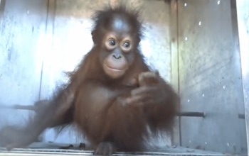 Orangutan, satwa dilindungi yang juga berhasil diamankan. | Foto: Antara