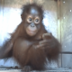 Orangutan, satwa dilindungi yang juga berhasil diamankan. | Foto: Antara