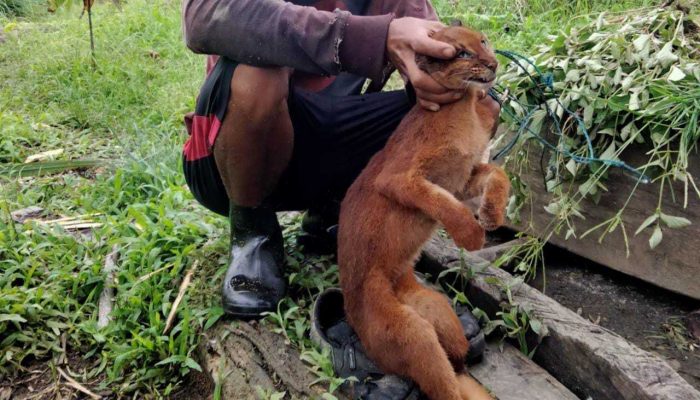 Terancam Punah, Kucing Merah Didapati Tergeletak Mati di Tanah