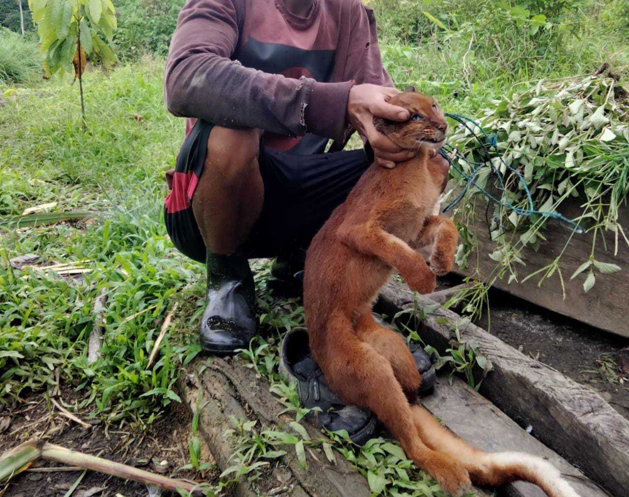 Seekor kucing merah ditemukan mati terkena jerat di kawasan hutan sekitar Desa Joloi, Kecamatan Seribu Riam, Kabupaten Murung Raya, Kalimantan Tengah. | Foto: Melky