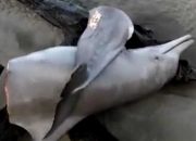 Tragis! Lumba-Lumba Mati Terbelah Dua dan Siripnya Hilang
