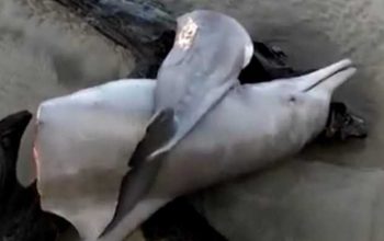 Seekor lumba-lumba hidung botol ditemukan dalam kondisi telah menjadi bangkai di pesisir Desa Pasar Seluma, Selasa (10/5/2022). | Foto: Detik