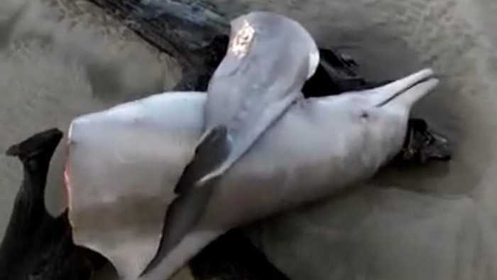 Seekor lumba-lumba hidung botol ditemukan dalam kondisi telah menjadi bangkai di pesisir Desa Pasar Seluma, Selasa (10/5/2022). | Foto: Detik