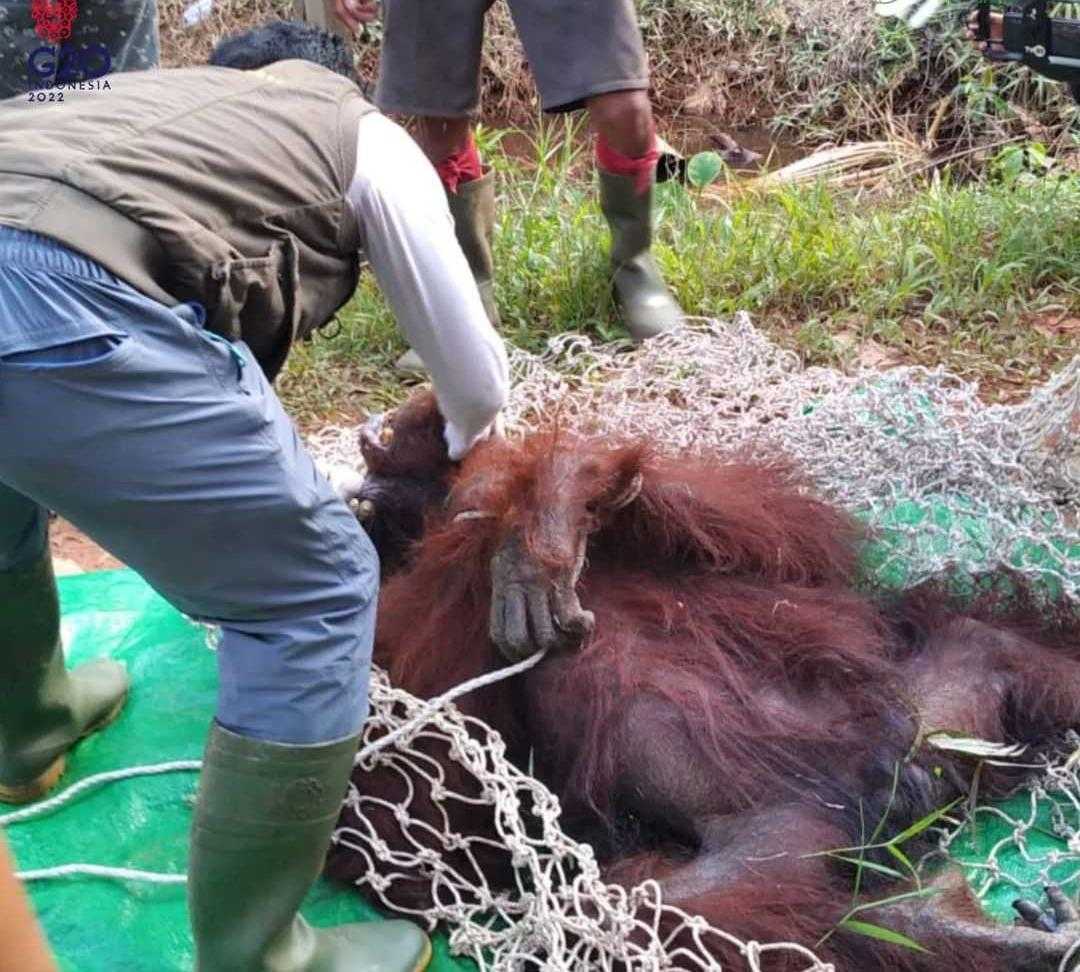 Seekor oranguutan jantan berhasil diselamatkan dari Desa Batuah, Seranau, Kotawaringin Timur. | Foto: BKSDA Kalteng