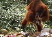 Miris, Orangutan Gendong Anaknya Makan di Tumpukan Sampah