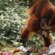 Seekor orangutan sumatera yang tengah menggendong anaknya tampak sedang memakan kulit pisang di tumpukan sampah. | Foto: Video Liputan6