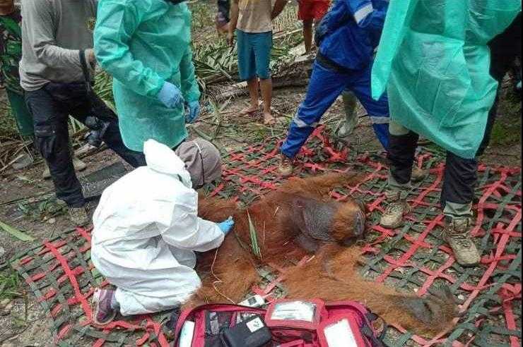 Seekor orangutan sumatera terjebak di perkebunan dan berhasil diselamatkan. | Foto: BKSDA Aceh