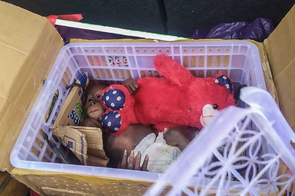 Gambar bayi orangutan sumatera yang gagal diperjualbelikan oleh tersangka TOM yang tidak ditahan oleh pihak kepolisian atas dasar jaminan orang tua tersangka. | Foto: Istimewa