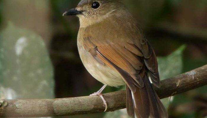 Inilah 5 Jenis Burung Sikatan Dilindungi, Salah Satunya Misterius!
