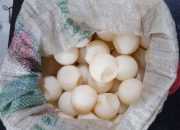Yusri Sesalkan Telur Penyu Masih Marak Diperjualbelikan di Pasar