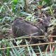 Ilustrasi seekor anoa dataran rendah (Bubalus depressicornis). | Foto: Balai Taman Nasional Bogani Nani Wartabone
