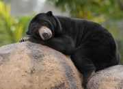 Beruang Madu Tak Lagi Muncul Setelah Dipasang Perangkap