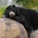 Ilustrasi beruang madu (Helarctos malayanus) salah satu satwa yang dilindungi menurut Peraturan Menteri Lingkungan Hidup dan Kehutanan Nomor P.106 Tahun 2018 tentang Jenis Tumbuhan dan Satwa yang Dilindungi. | Foto: SUWalls/GNFI