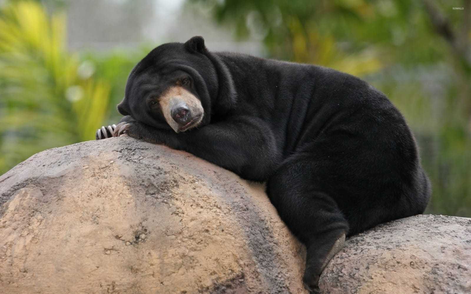 Ilustrasi beruang madu (Helarctos malayanus) salah satu satwa yang dilindungi menurut Peraturan Menteri Lingkungan Hidup dan Kehutanan Nomor P.106 Tahun 2018 tentang Jenis Tumbuhan dan Satwa yang Dilindungi. | Foto: SUWalls/GNFI