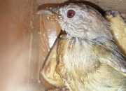 Burung Kicau Asal Jambi Gagal Diselundupkan ke Pulau Jawa