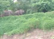Konflik Gajah, Nurdin: Mau Diusir ke Mana Lagi? Hutan Sudah Tidak Ada