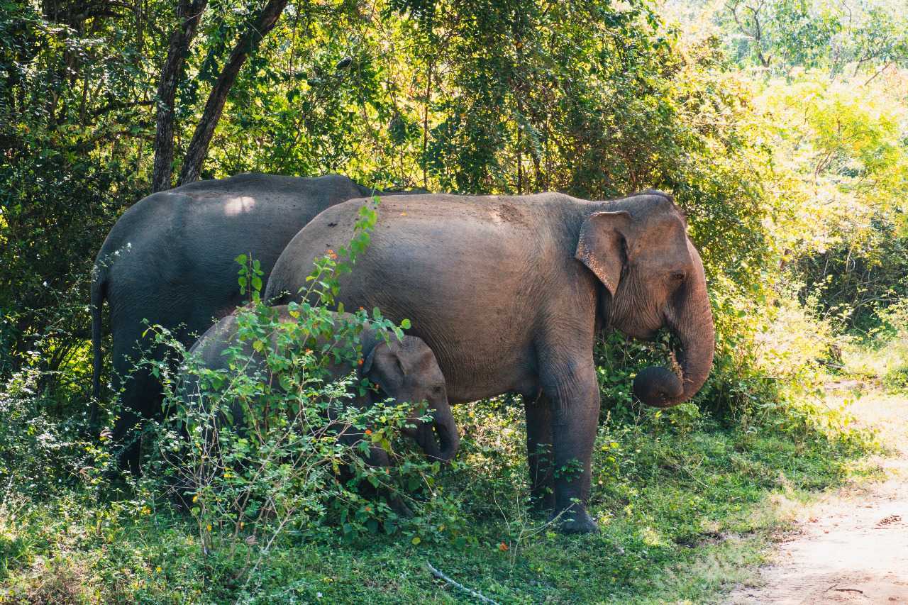 Spesies megafauna yang kerap berkonflik sama manusia, gajah sumatera. | Foto: Silver Ringvee/Unsplash