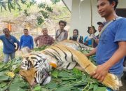 2 Harimau Sumatera Dipersiapkan Kembali ke Hutan