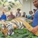 Harimau sumatera saat diperiksa. | Foto: BBKSDA Sumut