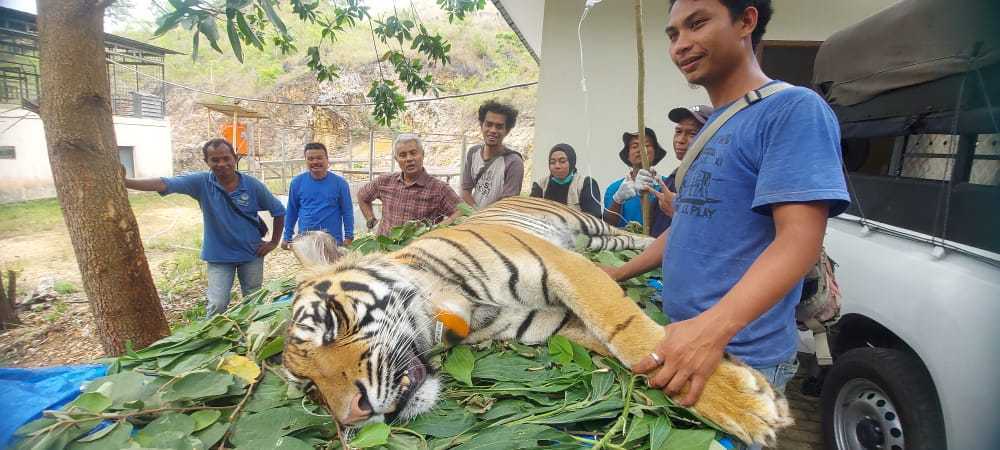 Harimau sumatera saat diperiksa. | Foto: BBKSDA Sumut