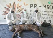 Harimau Sumatera Mati di Pusat Rehabilitasi