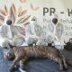 Puti Maua Agam dinyatakan mati pada Rabu (8/6) di Pusat Rehabilitasi Harimau Sumatera di Dharmasraya ARSARI. | Foto: Antara/HO - PR-HSD ARSARI