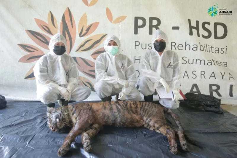Puti Maua Agam dinyatakan mati pada Rabu (8/6) di Pusat Rehabilitasi Harimau Sumatera di Dharmasraya ARSARI. | Foto: Antara/HO - PR-HSD ARSARI 