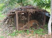 Diangkut dengan Helikopter, Harimau Sumatera Dilepasliarkan di TNKS