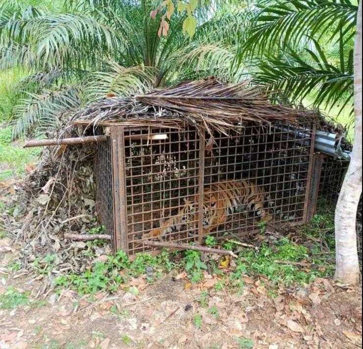 Harimau sumatera. | Foto: BKSDA Jambi