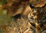 BKSDA Pasang Camera Trap untuk Lacak Jejak Harimau Muda