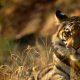 Ilustrasi harimau sumatera (Panthera tigris sumatrae). | Foto: WWF Indonesia