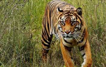 Ilustrasi harimau sumatera. | Foto: Rimbakita