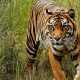 Ilustrasi harimau sumatera. | Foto: Rimbakita