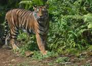 Warga Resah Dua Harimau Sumatera Muncul di Permukiman