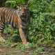Ilustrasi seekor harimau sumatera (Panthera tigris sumatrae). | Foto: PPID MENLHK
