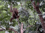 Tiga Orangutan Dilepasliarkan di Hutan Restorasi