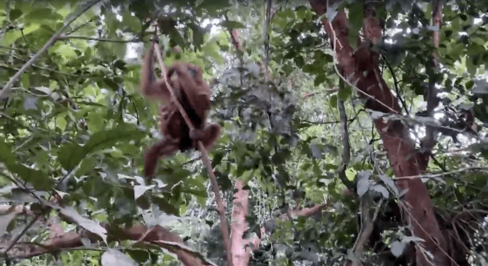 Orangutan sumatera langsung memanjat pohon saat dilepasliarkan di kawasan Taman Nasional Gunung Leuser. | Foto: Garda Animalia