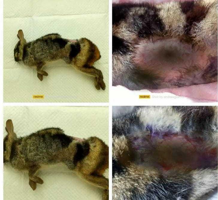 Satwa langka bernama ilmiah Nesolagus netscheri berakhir mati setelah dilakukan perawatan selama tiga hari. | Foto: BKSDA Sumbar