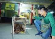 Lidik Polisi: Thomas dan Min Hua Terlibat dalam Perdagangan Orangutan Lintas Negara