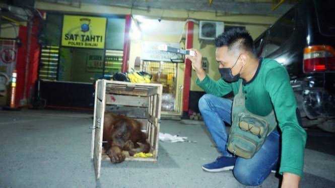 Polres Binjai saat menggagalkan transaksi perdagangan orangutan beberapa waktu lalu. | Foto: Dok. Polres Binjai